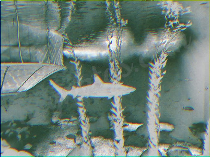 shark